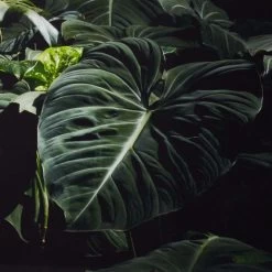 'Ama + Zonia Untitled VII' Framed Photographic Print By Fabian Albertini 62''x42'' -Chic Living Shop AmaZoniaUntitldVII62x42AV2SHF22