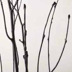 Decorative Black Birch Branches 50'' -Chic Living Shop BirchBranchesBlack50AVSHS23