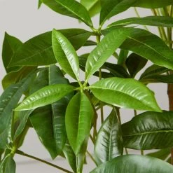 Faux Potted Money Plant 5' 7 Faux Potted Money Plant 5' -Chic Living Shop FauxMoneyTree5FeetROF20