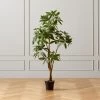 Faux Potted Money Plant 5' 2 Faux Potted Money Plant 5' -Chic Living Shop FauxMoneyTree5FeetSHF20