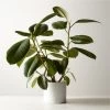 Live Ficus Elastica Rubber Plant 6" In White Ceramic Pot 2 Live Ficus Elastica Rubber Plant 6" In White Ceramic Pot -Chic Living Shop FicusElstcRbbrTrWtPot6inSHF22