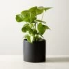 Live Monstera 6" In Black Ceramic Pot -Chic Living Shop MonsteraDeliciosaBkPt6inSHF22