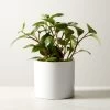 Live Peperomia Obtusifolia 6" In Ceramic White Pot 1 Live Peperomia Obtusifolia 6" In Ceramic White Pot -Chic Living Shop PeperomiaObtsflWtPt6inSHF22