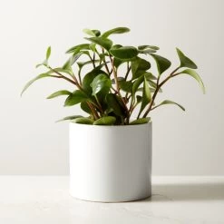 Live Peperomia Obtusifolia 6" In Ceramic White Pot