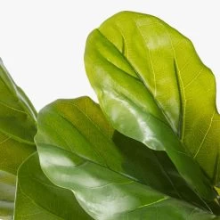 Potted Faux Fiddle Leaf Fig 5' 14 Potted Faux Fiddle Leaf Fig 5' -Chic Living Shop PottedFiddleLeafFigAVF17