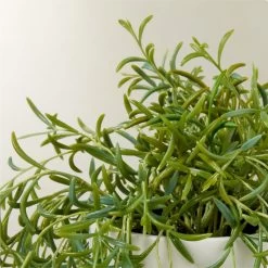 Faux String Of Bananas Plant 21" -Chic Living Shop PottedStrngOfBnnsWtPotAVSHS22