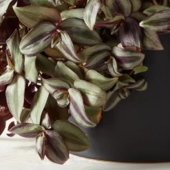 Live Tradescantia Zebrina Inch Plant 6" In White Ceramic Pot -Chic Living Shop TrdscntZbrnPlntBkPt6inAVSHF22