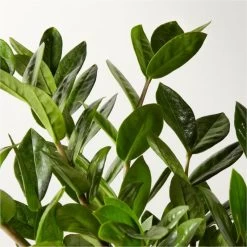 Live Zanzibar Gem ZZ Plant 6" In Black Ceramic Pot -Chic Living Shop ZanzibarGemZzPlntBkPt6inAVSHF22