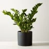Live Zanzibar Gem ZZ Plant 6" In Black Ceramic Pot -Chic Living Shop ZanzibarGemZzPlntBkPt6inSHF22